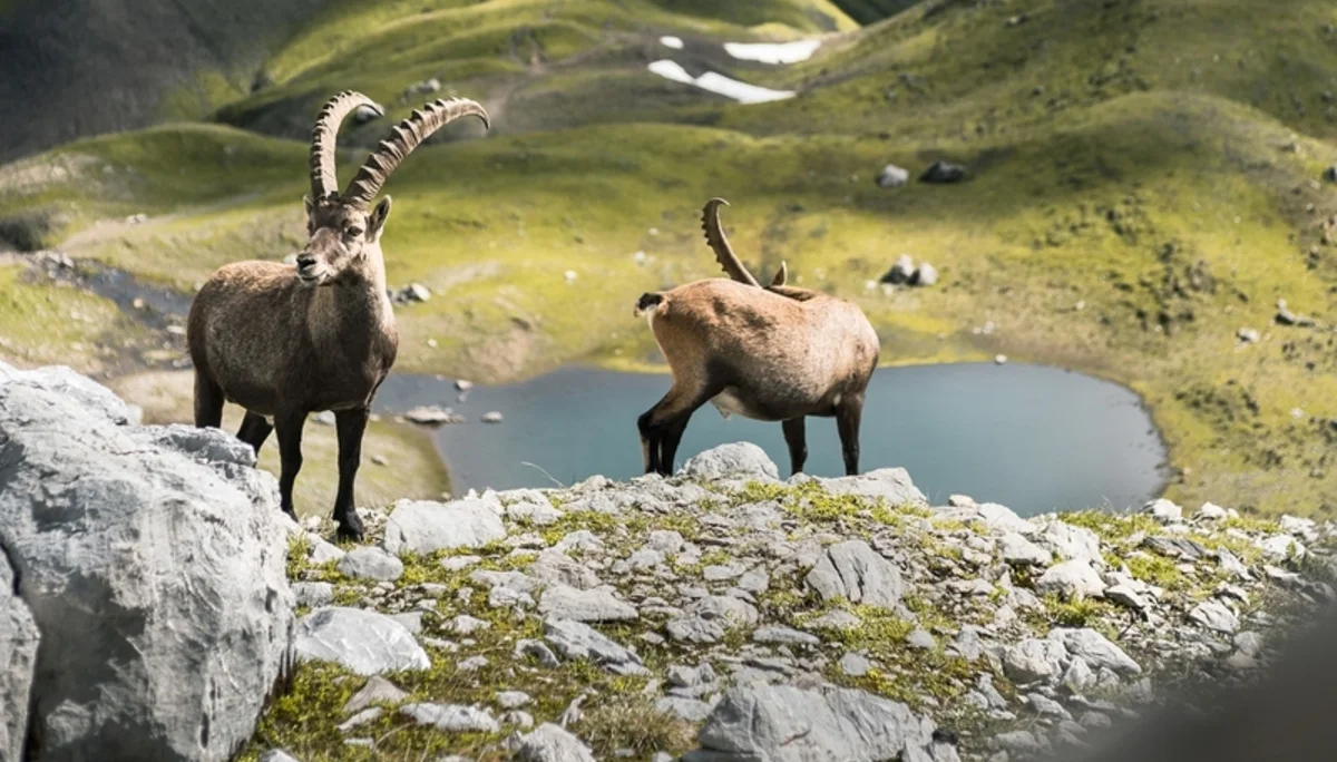 Achte die Tiere der Alpen | © DAV/Alex Fuchs