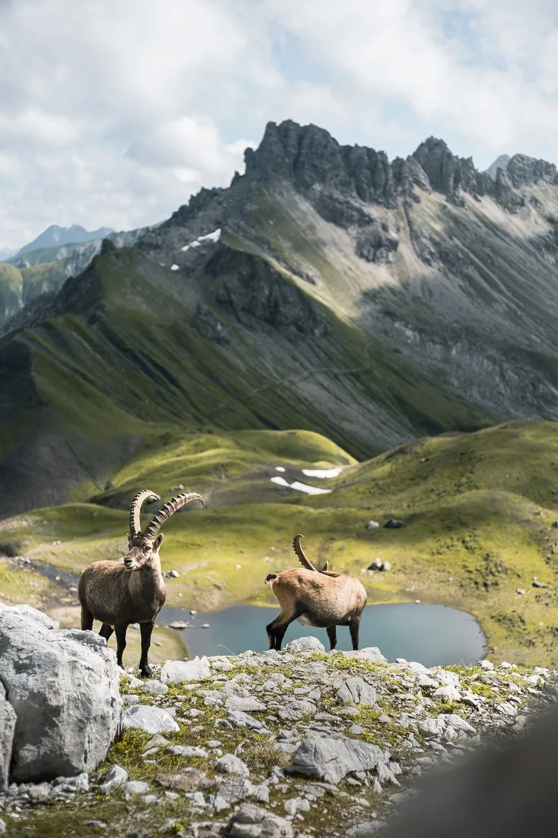 Achte die Tiere der Alpen | © DAV/Alex Fuchs