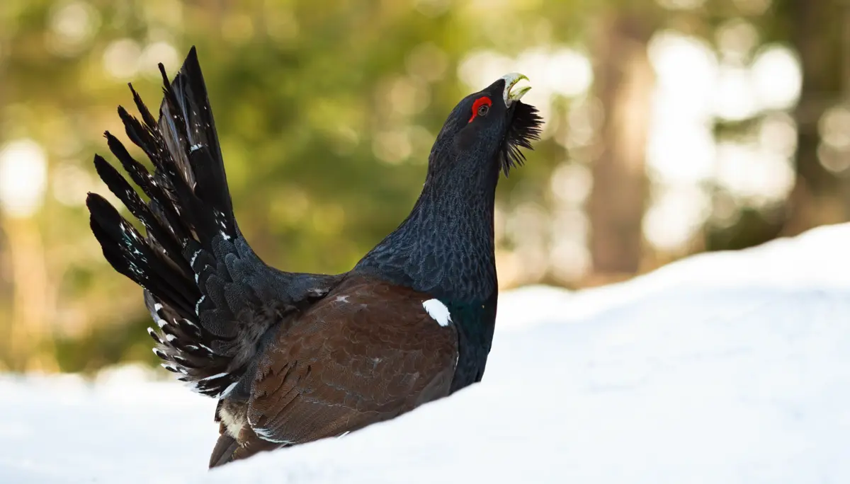 Auerhuhn | © DAV Würzburg