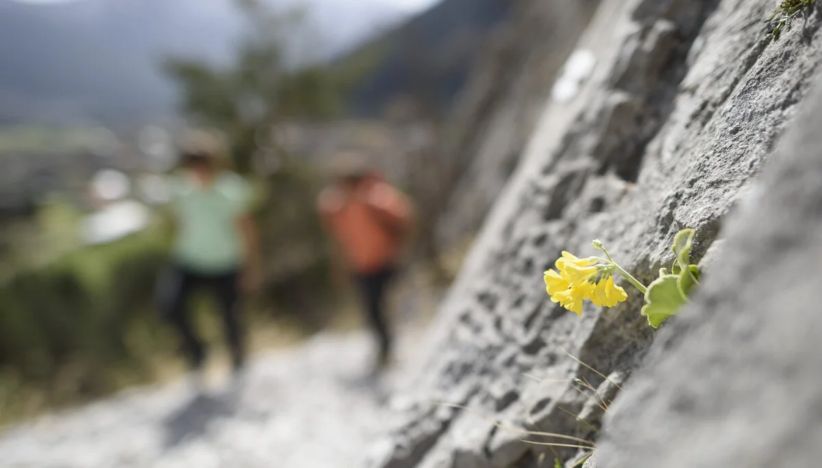 Eine unscharfe Wandergruppe, im Vordergrund eine gelbe Blüte | © DAV/Wolfgang Ehn